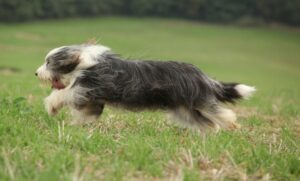 lopende bearded collie