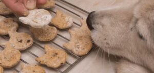 graanvrije hondenkoekjes maken