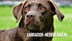 Labrador-hond-bruin-foto-1
