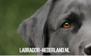 Labrador-hond-zwart-en-glimmend-foto-4