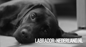 Labrador-hond-zwart-liggend-foto-2