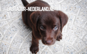 Labrador-puppie-bruin-foto-6