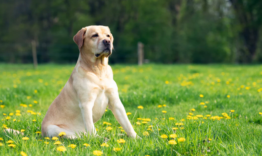 LabradorBasiscommandos1