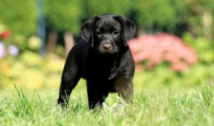 Tips voor het Trainen van je Labrador Puppy