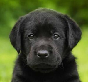 labrador pup zwart