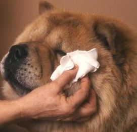 verzorging van oogontsteking bij honden
