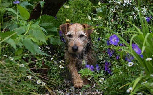 hondvriendelijke tuin