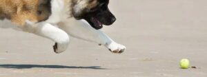Akita hond jaagt tennisbal op zandstrand