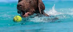 Chocolade Labrador zwemt achter tennisbal aan die in water drijft op strand