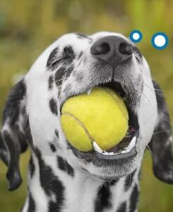 Dalmatische hond die op donzige tennisbal met tanden kauwt