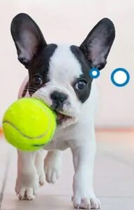 Frans Bulldogpuppy die tennisbal in mond draagt