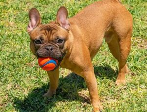 Franse Bulldog die Chuckit! Ultra Bounce Tennisbal in mond bij park