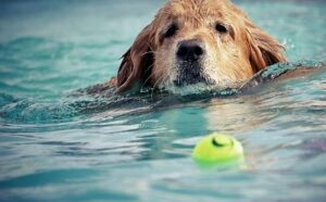 Hond probeert tennisbal te bereiken die in water drijft
