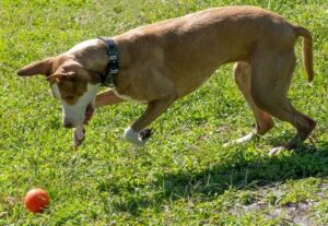 Hond speelt met Planet Dog Orbee-Tuff Squeak in gras bij park