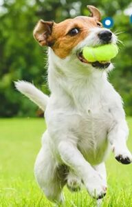 Jack Russell Terrier die een tennisbal in zijn mond samenperst terwijl het spelen apporteert in park