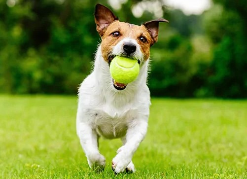Jack Russell Terrier die in park met tennisbal in mond loopt