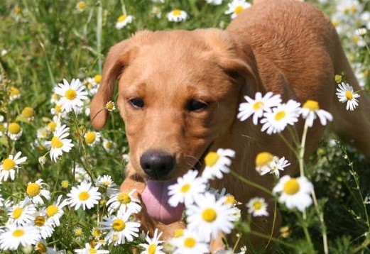 Red Fox labrador