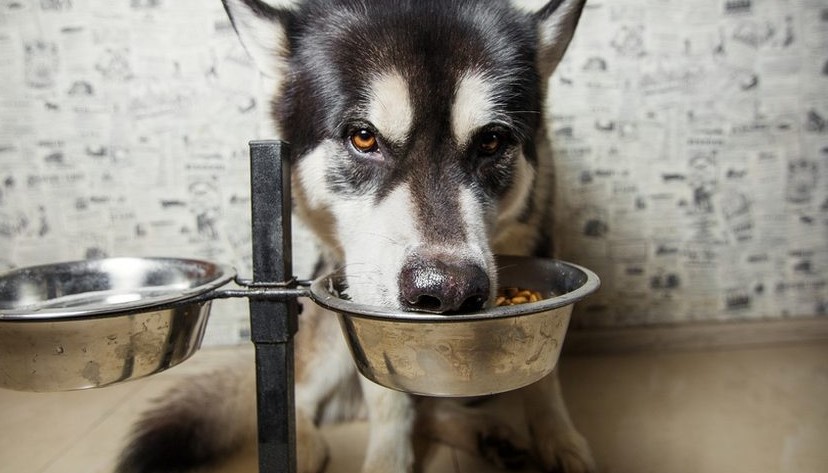 Voordelen van verhoogde voerbakken voor honden