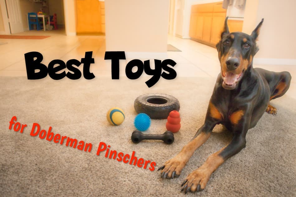 Beste Speelgoed voor Doberman Pinschers
