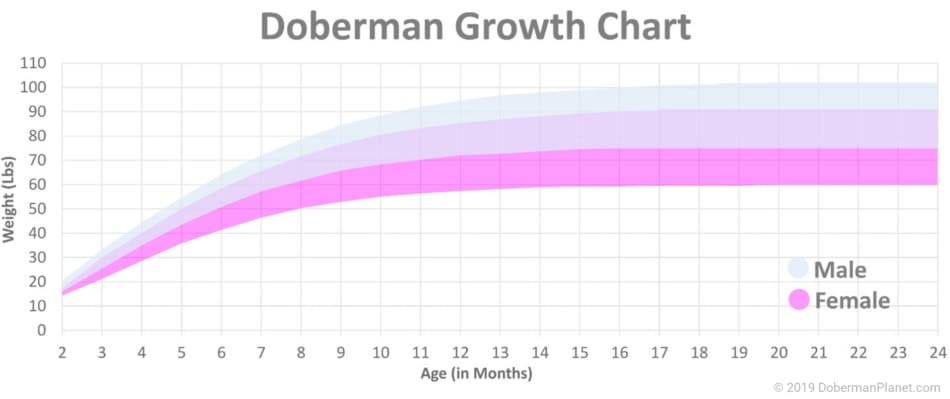 Doberman groeigrafiek voor reuen en teven
