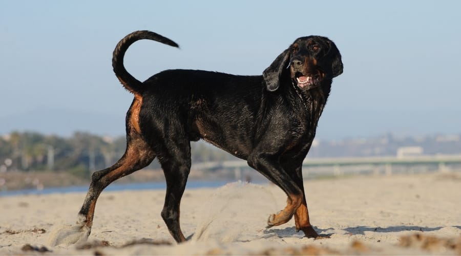Black and Tan Coonhound op het strand