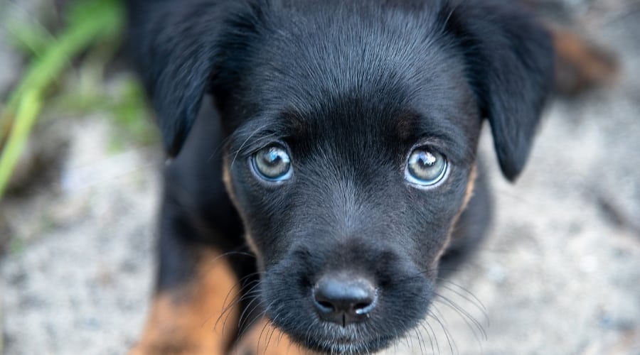 Jagdterrier Puppy Hond