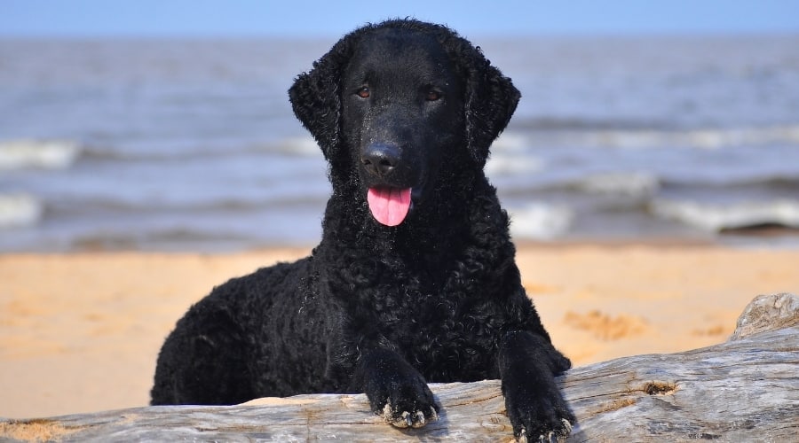 Curly Coated Retriever op Strand