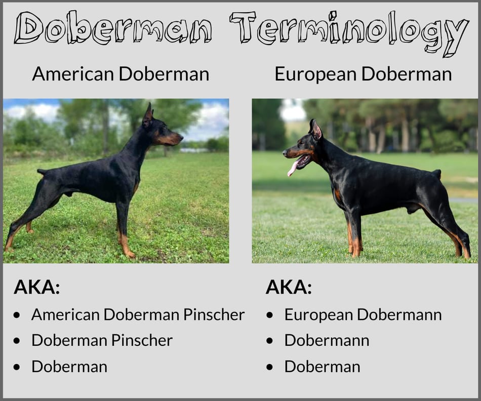 Correcte Doberman Terminologie