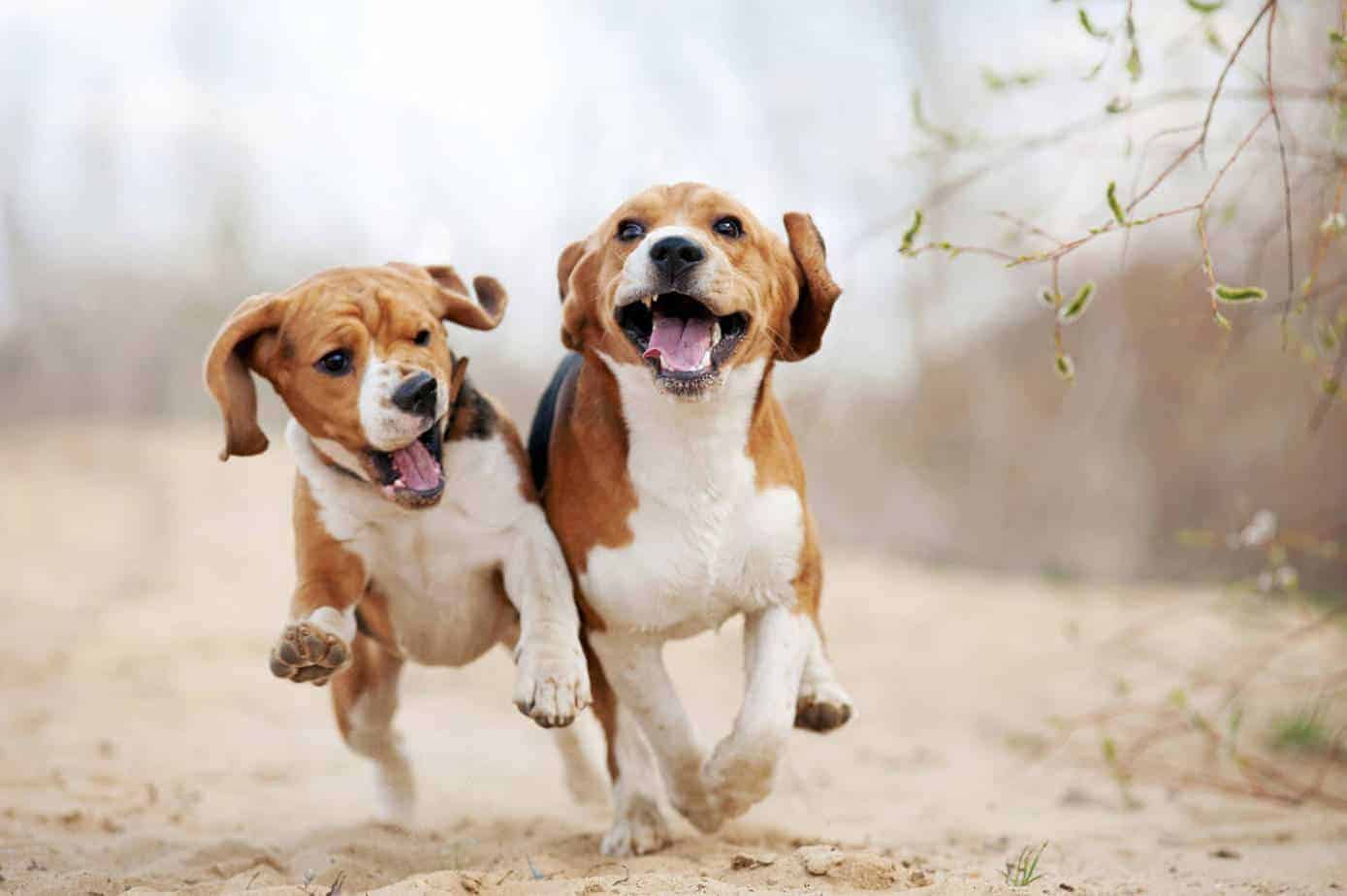Two Beagles running 