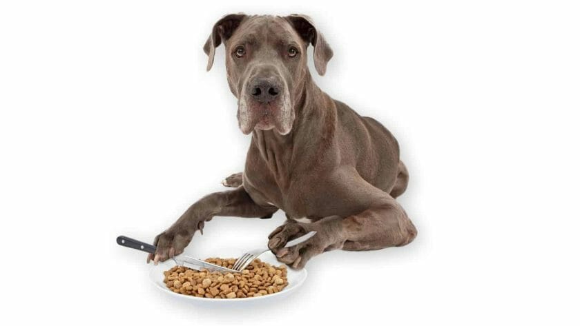 Duitse Dog die voedsel eet met een vork en een mes