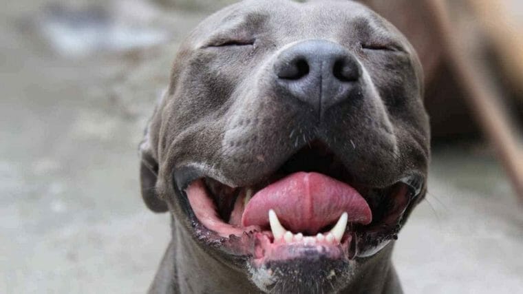 Gator pitbull met open mond die kijkt alsof hij glimlacht