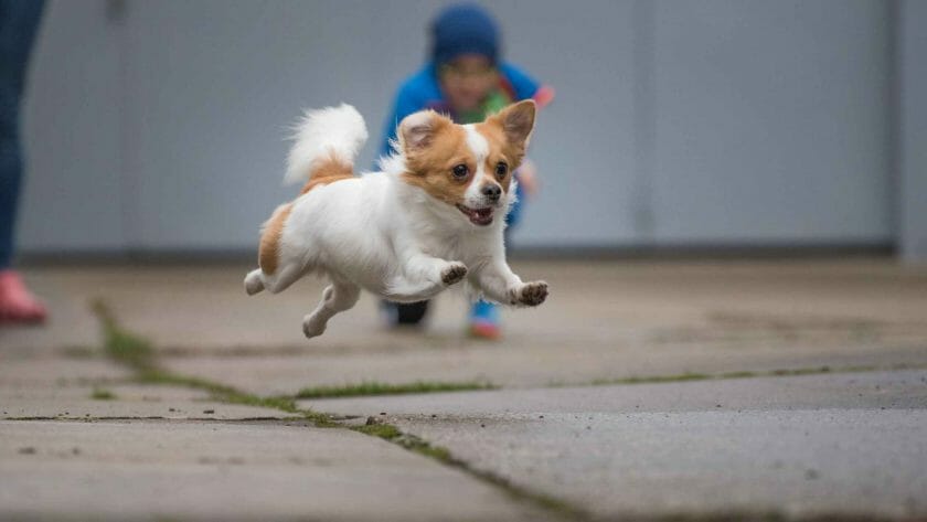 Foto van een snel rennende Chihuahua.