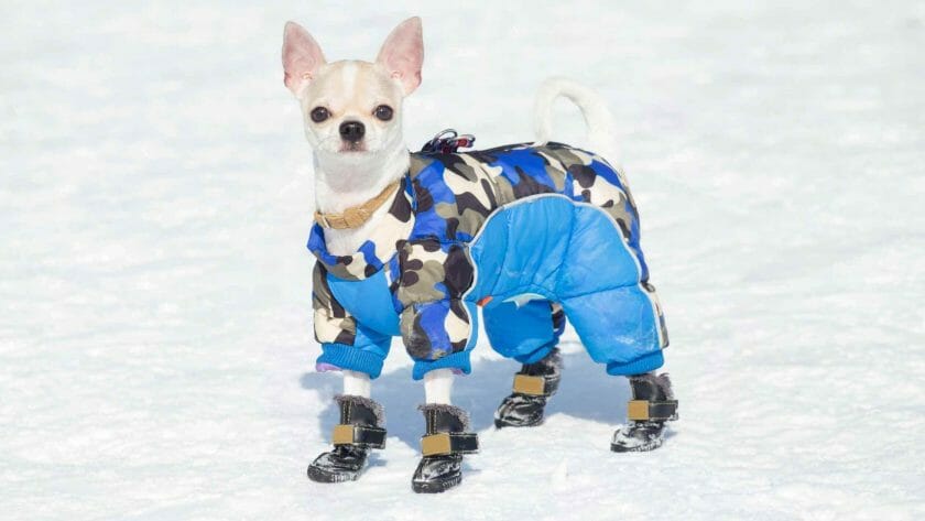 Foto van een Chihuahua met een koud weer jasje.