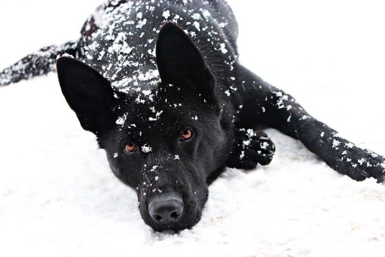 Hier is een foto van een zwarte herder bedekt met sneeuw