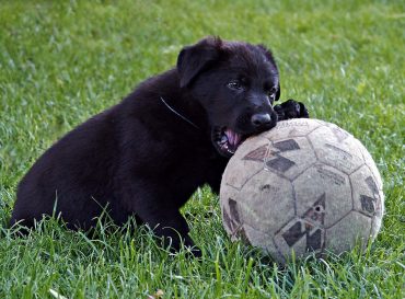 zwarte duitse herder puppy speelt buiten met een bal
