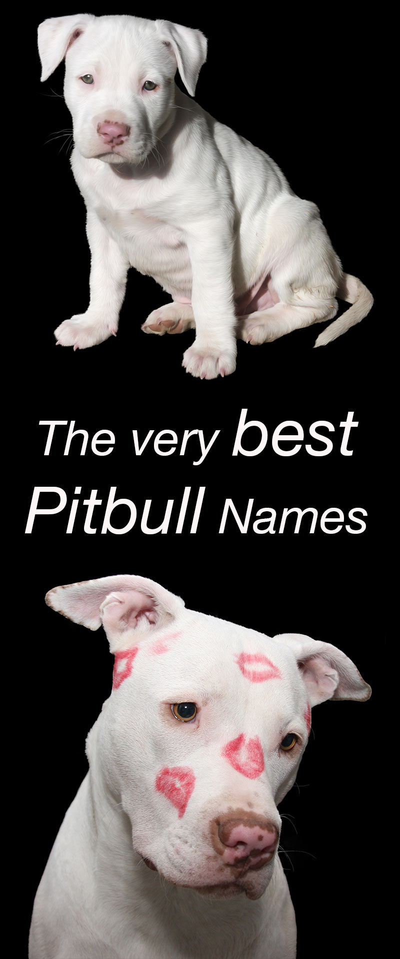 De Beste Pitbull Namen Voor Uw Nieuwe Puppy