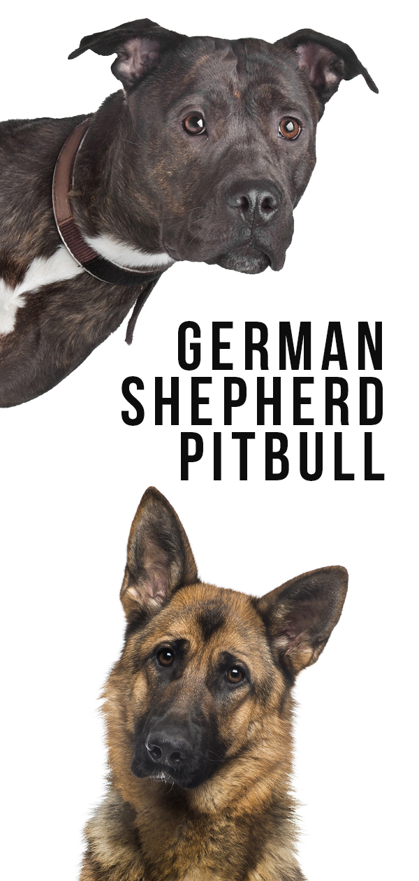 Duitse Herder Pitbull Mix - Een complete gids voor deze ongewone kruising