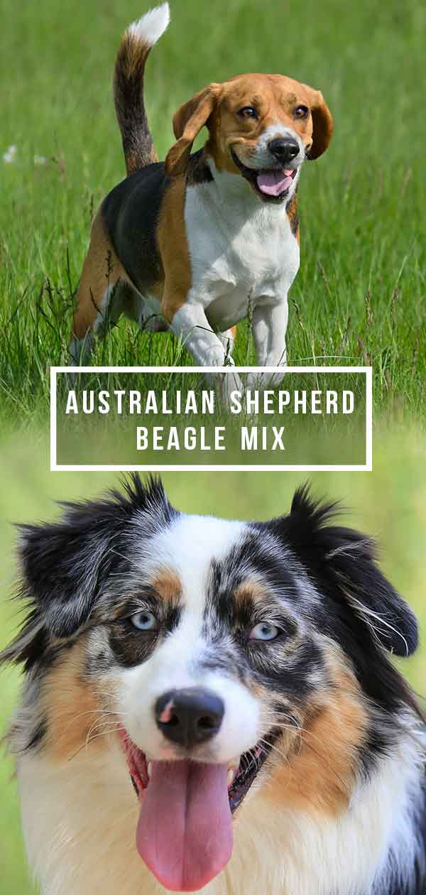 Australische Herder Beagle Mix
