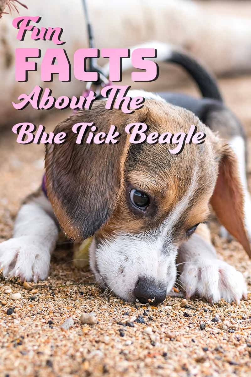 30 Leuke feiten over de Blue Tick Beagle - Leuke feiten over hondenrassen