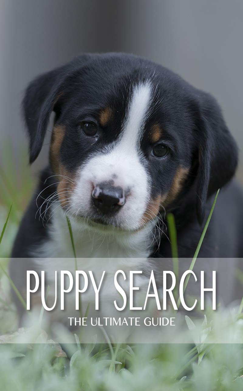 Puppy Search - Hoe vindt u uw perfecte puppy?