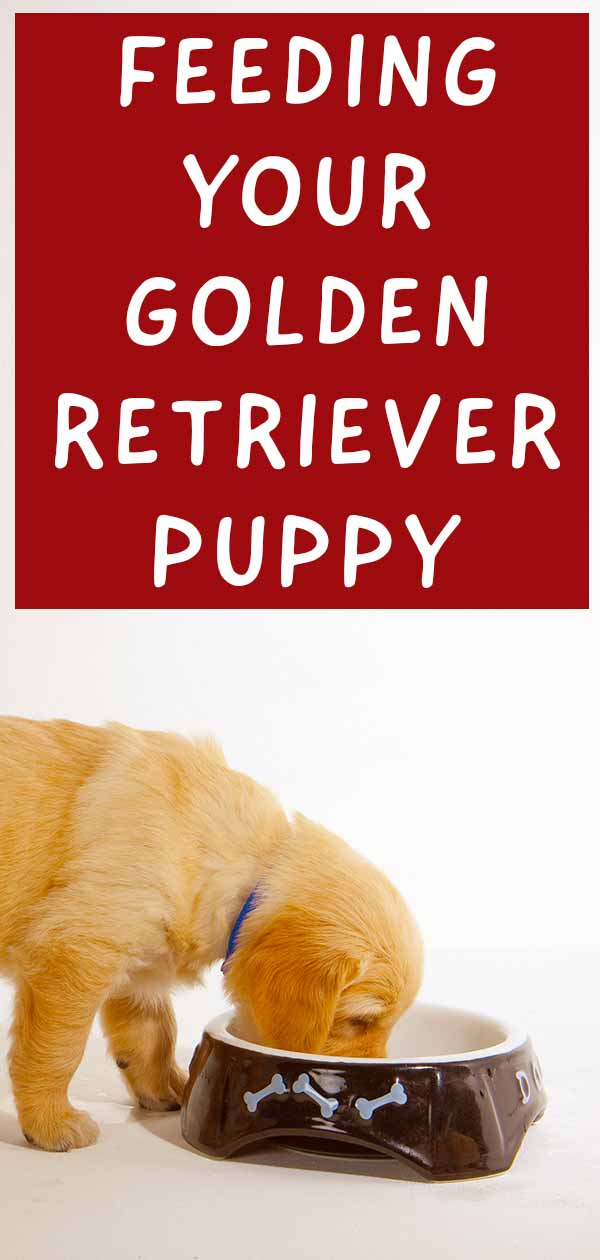 het voeren van een golden retriever puppy
