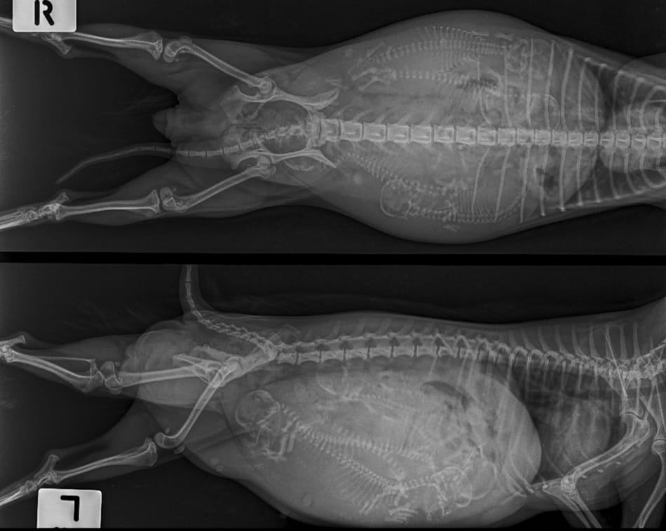 Röntgenfoto van een zwangere doberman.