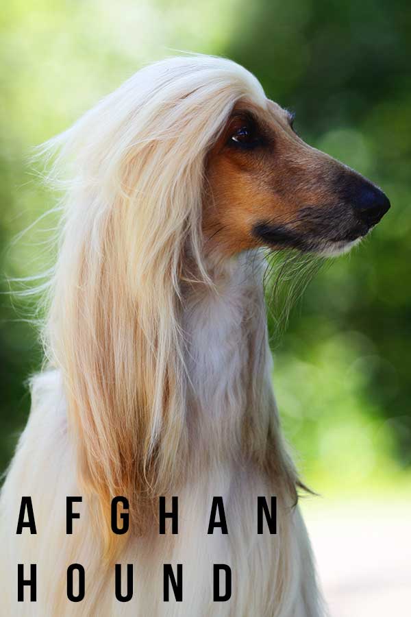 afghan hound
