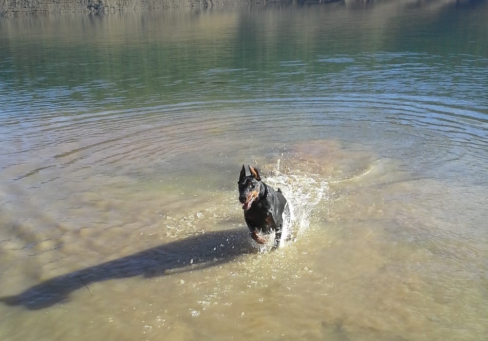 Cooper speelt in het meer.