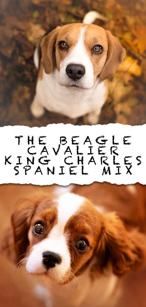 Beaglier Dog - De Cavalier King Charles Spaniel Beagle Mix