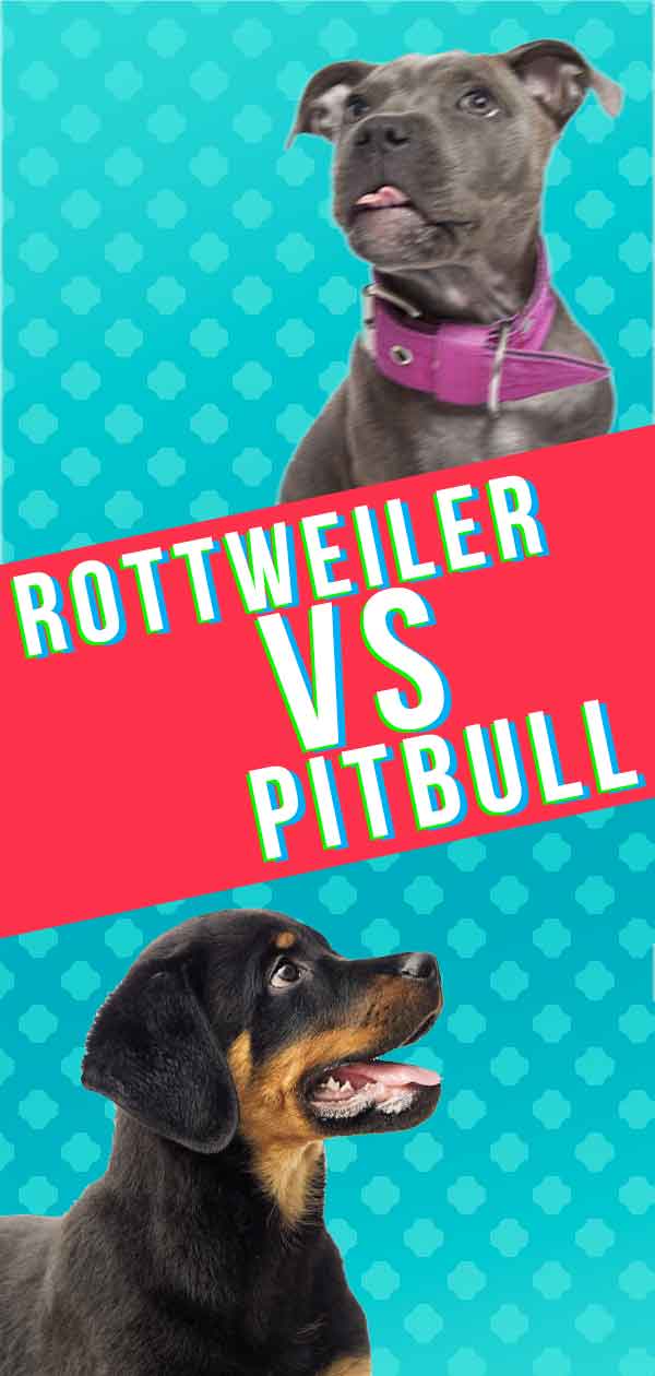 Rottweiler Vs Pitbull