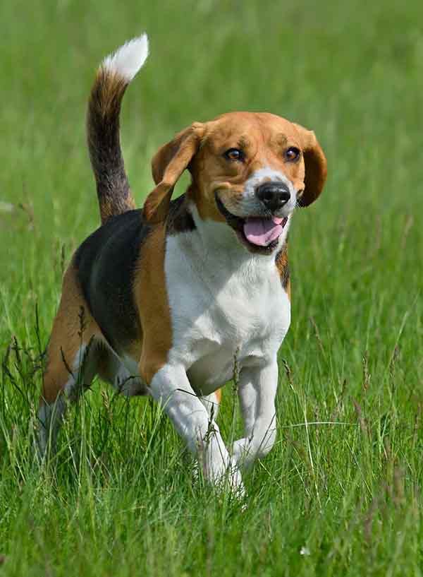 gelukkig beagle hond lopen