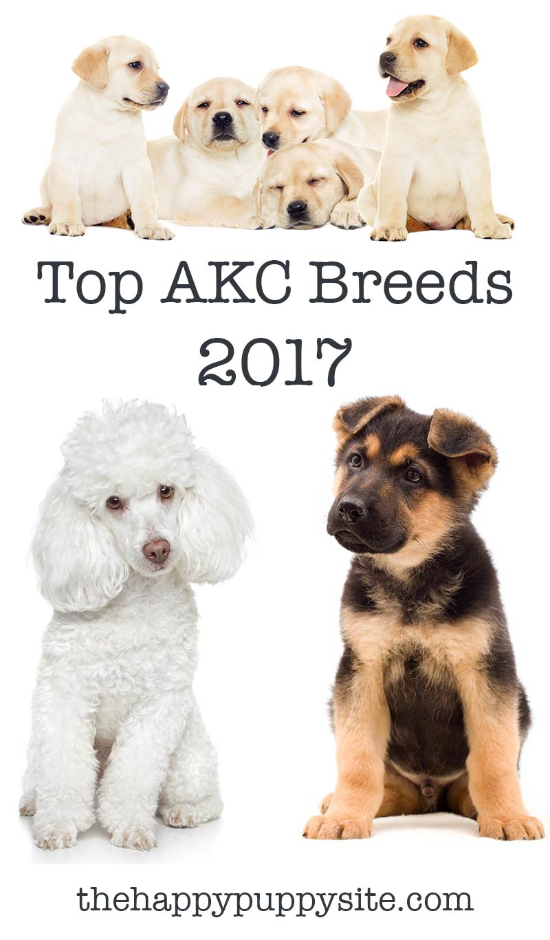 Top AKC Hondenrassen 2017