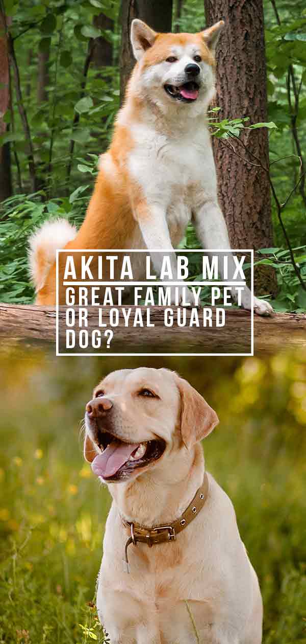 Akita Lab Mix - Geweldig familie huisdier of trouwe waakhond?