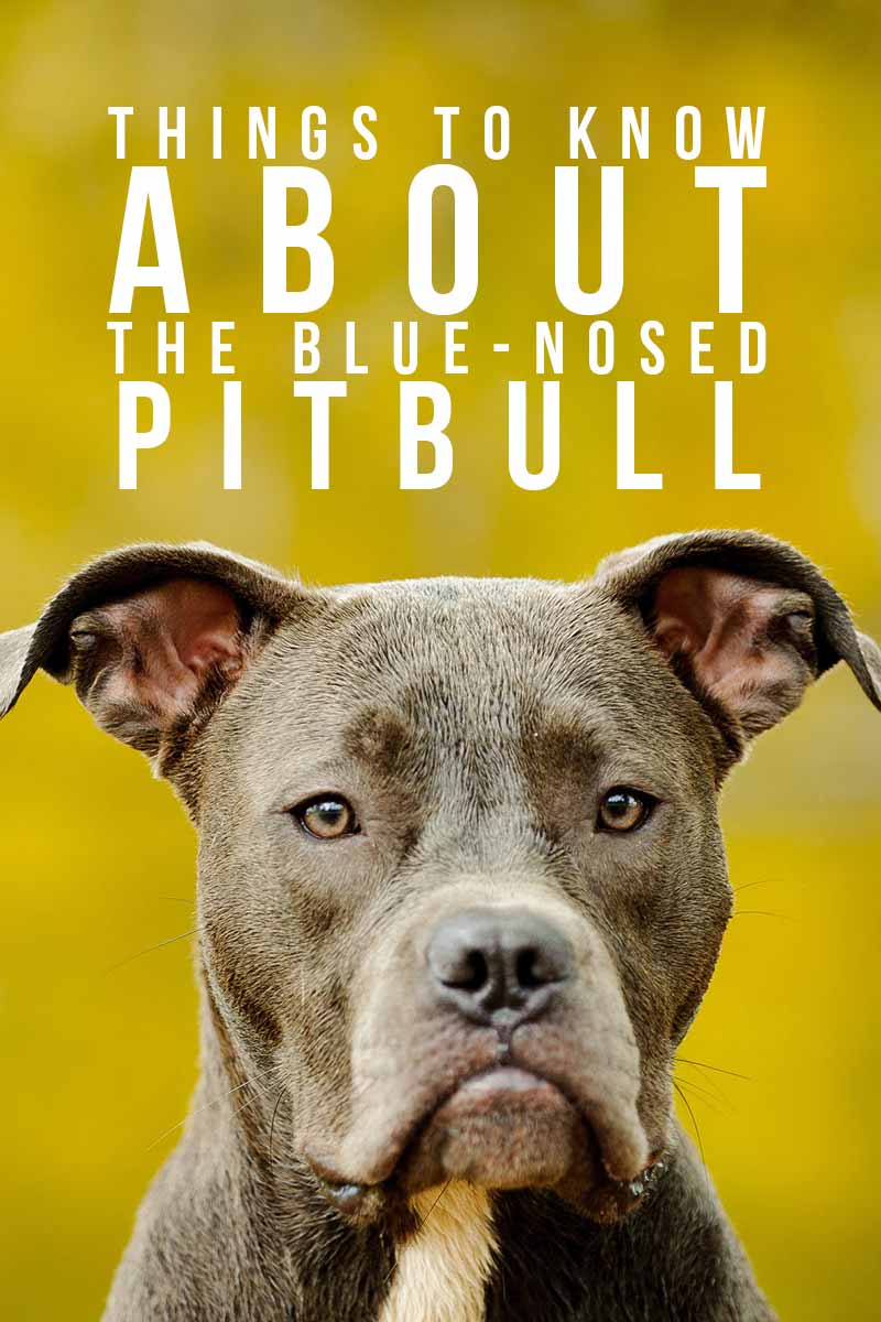 Blue Nose Pitbull - Interessante feiten over hondenrassen